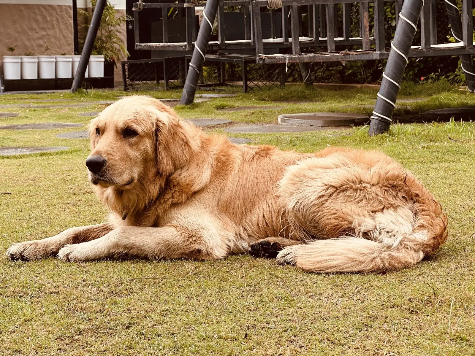 A dog in a clear back yard